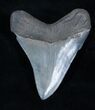 Inch Serrated Georgia Megalodon Tooth #3234-1